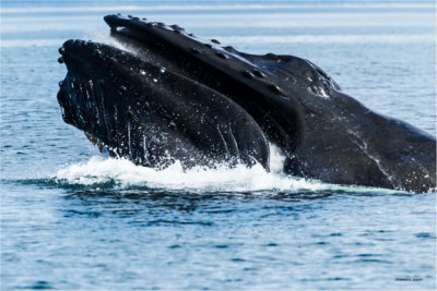 Humpback whale feeding, Alaska
