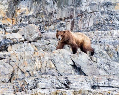 Grizzly bear Glacier Bay, AK