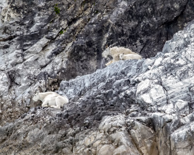 Mountain goats, Glacier Bay AK