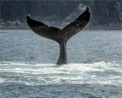 Humpback whale tail, AK