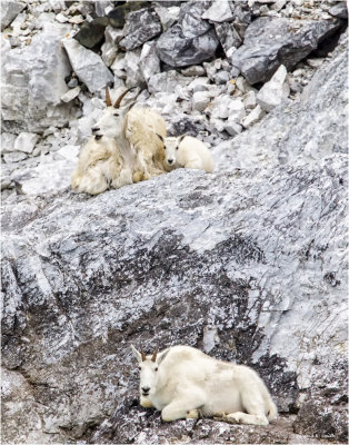 Goats on rocks Alaska