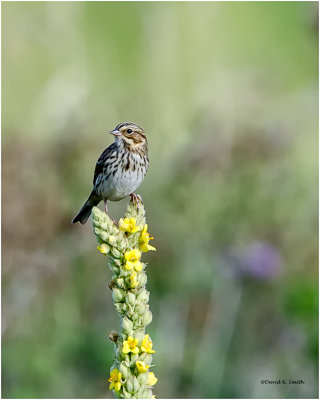 Savannah Sparrow on a Mullein