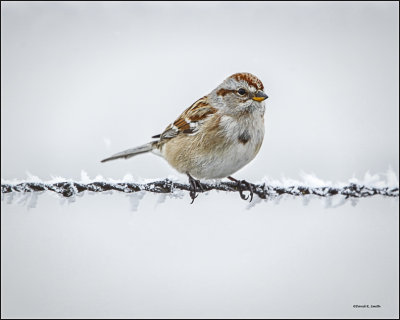Tree Sparrow-Lincoln County
