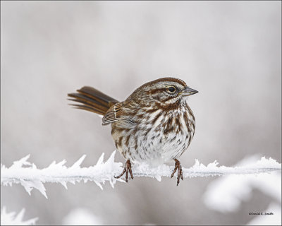 Song Sparrow-Lincoln County