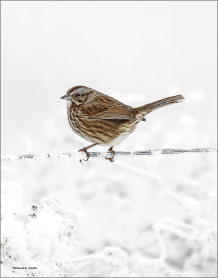 Another Song Sparrow_Lincoln County