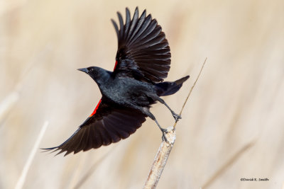 Red Wing Black Bird, Othello, WA