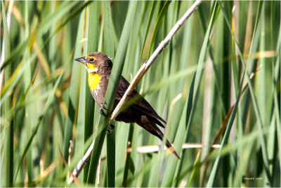 Female Golden Headed Blackbird, McNary Wildlife Refuge