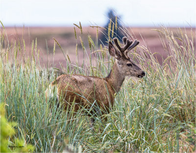 Male Mule Deer, Eastern WA