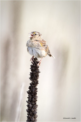 Grasshopper Sparrow, Eastern WA
