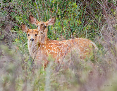 Twin Fawns Davenport, WA