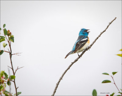 Lazuli Bunting Davenport, WA