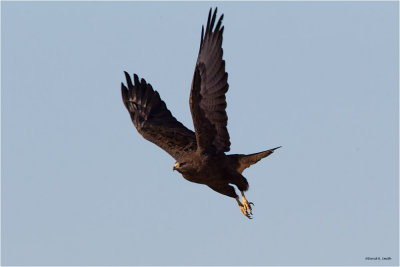 Morph-Swainsons Hawk Davenport, WA