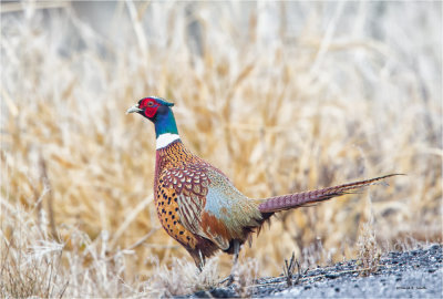 Pheasant, West of Spokane