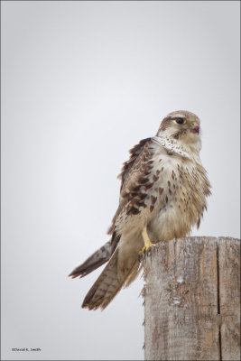 Praire Falcon, Lincoln County