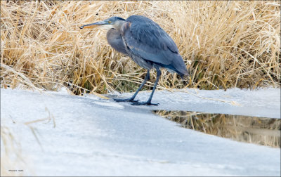 Great Blue Heron Fishing, Lincoln County