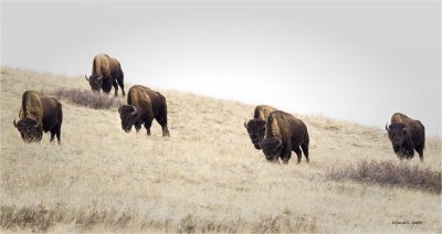 Where the buffalo roam, NBR Montana