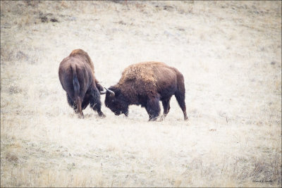 Buffalo Fight, NBR Montana