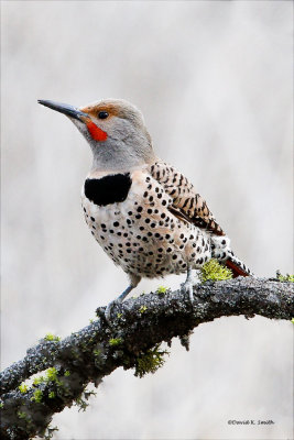 Spring Flicker sighting, Lincoln County