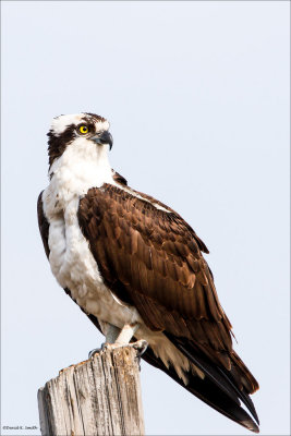 Osprey, Lincoln County, WA