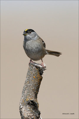 Yellow Crowned Sparrow, Lincoln County