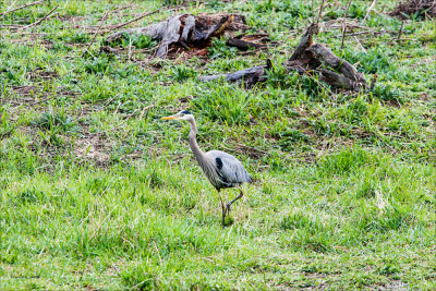 Great Blue Heron Hunt, North Idaho