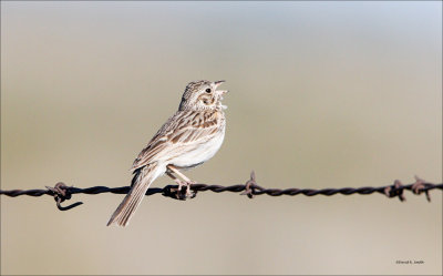 Vesper Sparrow, Lincoln County