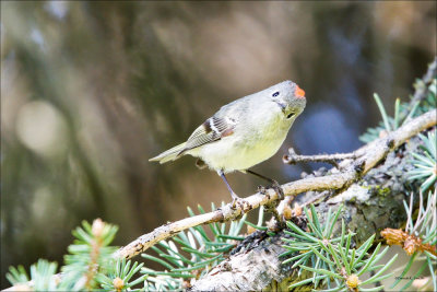 Ruby Crowned Kinglet, Lincoln County