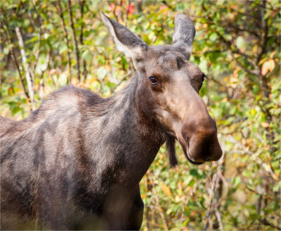Cow Moose, Lincoln County