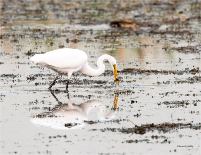 Great egret, Lincoln County