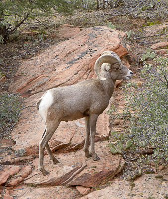 Big Horned Sheep Ram, Zion National Park