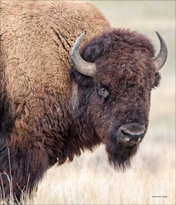 Bison, National Bison Range MT. Nov. 2015