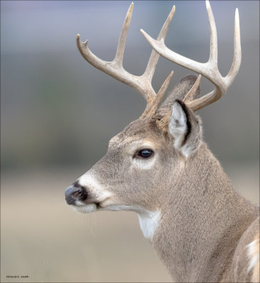 White Tailed Deer NW Bision Range MT