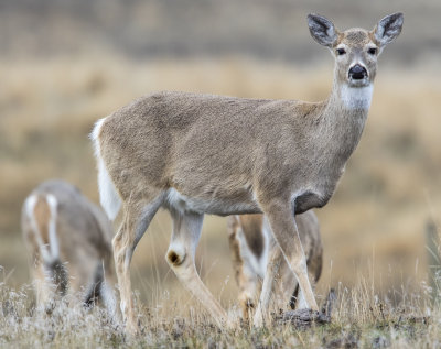 White Tail Buck, Bison Range, MT