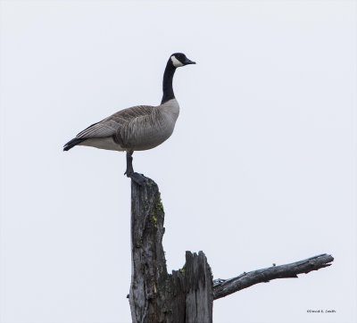 Goose Sentry, Turnbull WLF