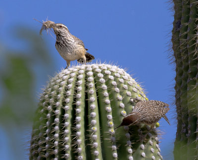 Cactus Wrens Sabino Canyon AZ