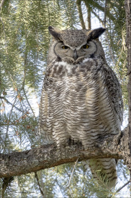 Great Horned Owl In my back yard
