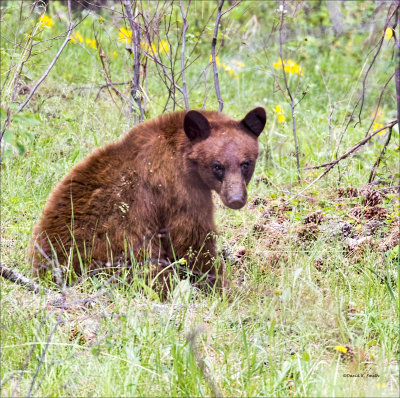 Cinnamon Black Bear- National Bison Range MT