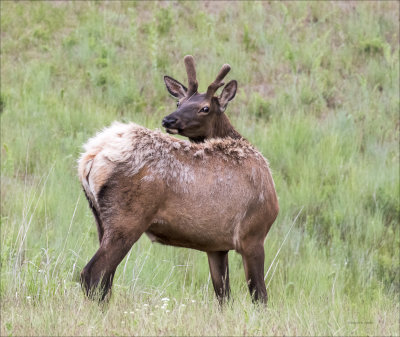 Elk NW Bison Range MT