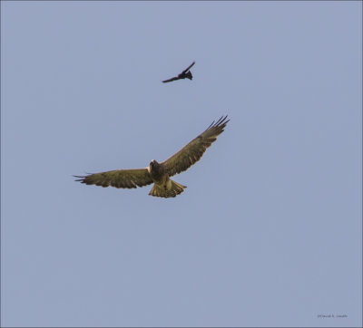 Red Tail vs. Raven Lincoln County
