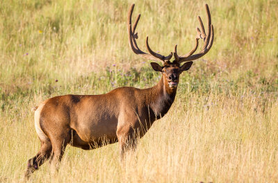 Elk, National Bison Range, MT.