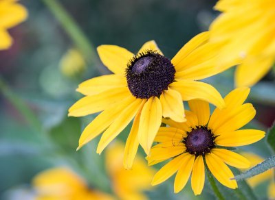 Black Eyed Susan Chris' Yard, Lincoln County