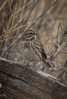 Savannah Sparrow Lincoln County