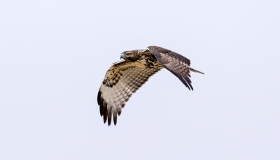 Red tail n flight, Lincoln County
