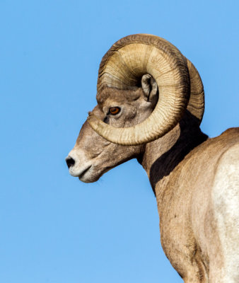 Big horned Sheep, Montana