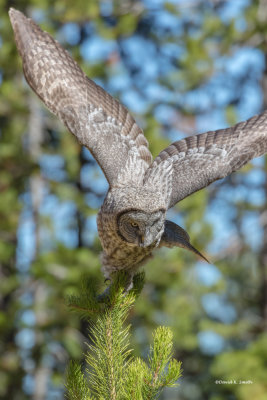Great Grey Owl, Yellowston MT