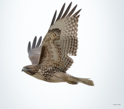 Red tailed Hawk, Lincoln County