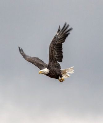 Eagle Flight, Lincoln County