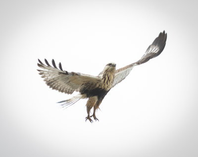 Another Rough legged Hawk Lincoln Co.