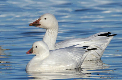 Oie de Ross et Oie des neiges