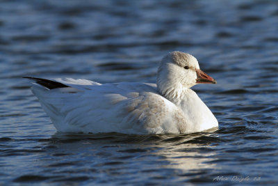 Hybride Oie des neiges/ Oie de  Ross 